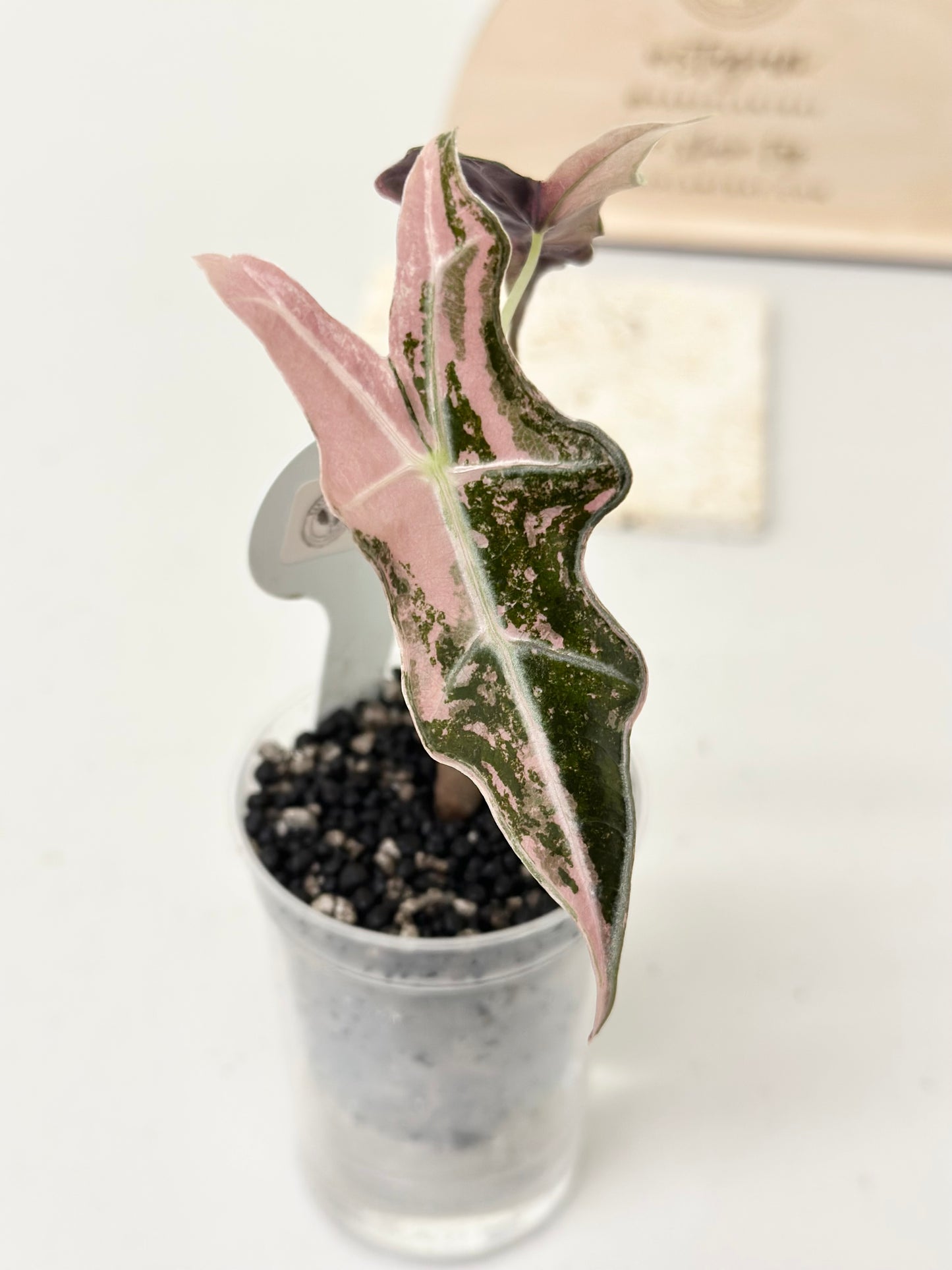 Alocasia Sanderiana "Nobilis K" Variegated - pink