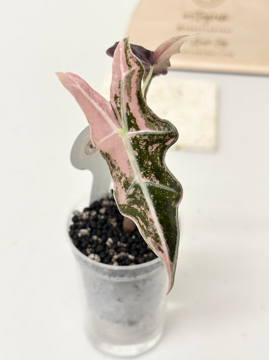 Alocasia Sanderiana "Nobilis K" Variegated - pink