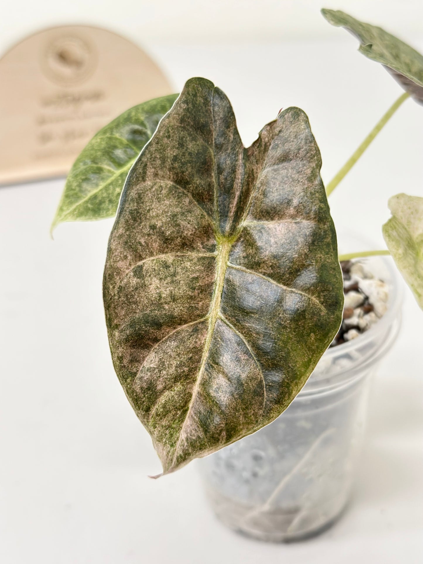 Alocasia Golden Bone variegated - pink mint (W1)