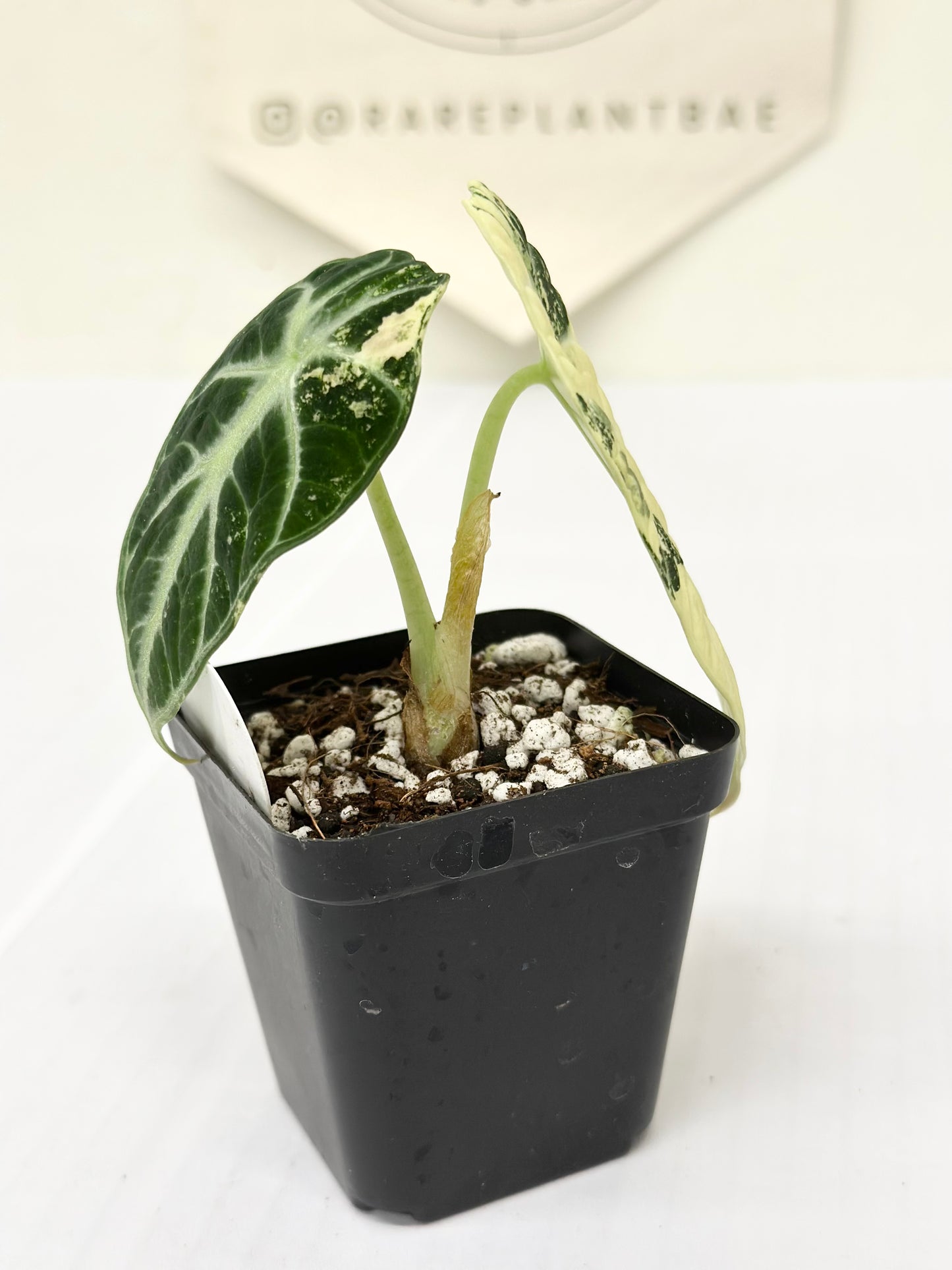 Alocasia Ninja variegated - albo