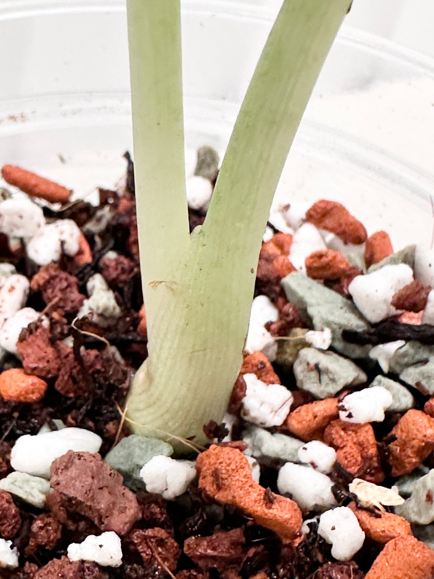 Alocasia Dragon Scale Variegated (Mint)