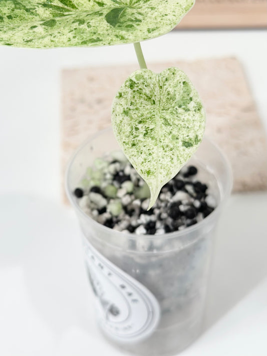 Alocasia Dragon Scale Variegated (Mint)