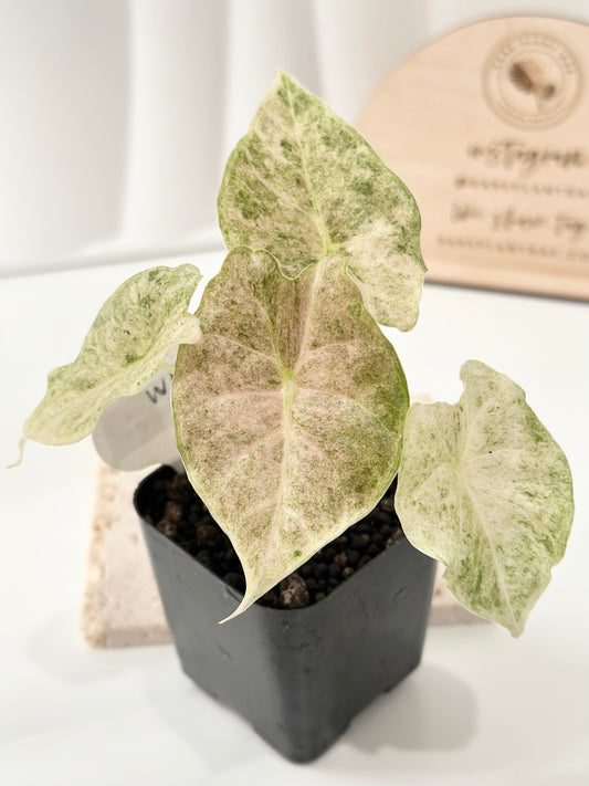 Alocasia Golden Bone variegated - pink mint (W4)
