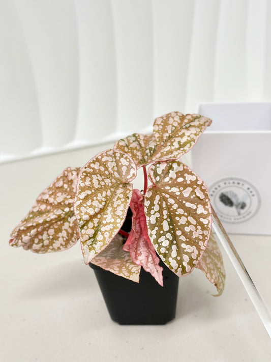 Begonia "Snow Capped" variegated