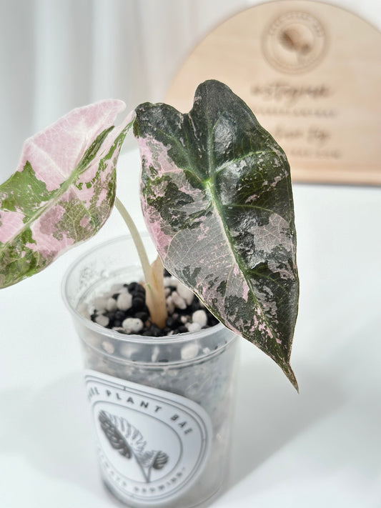 Alocasia Polly variegated - Pink