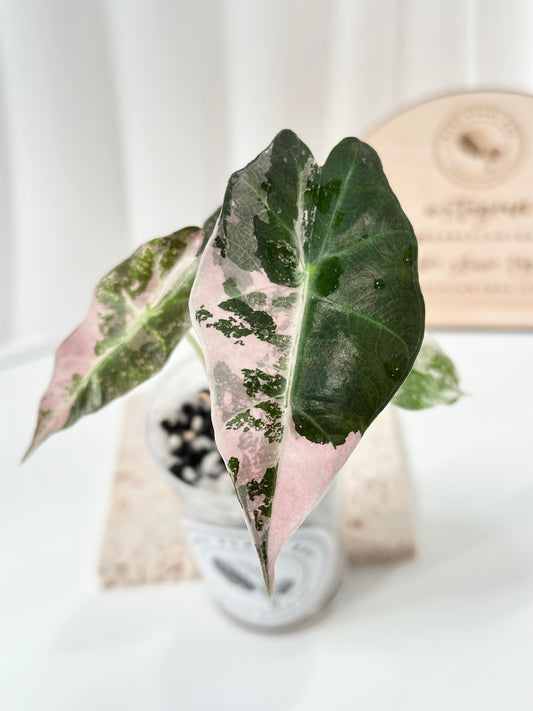Alocasia Polly variegated - Pink