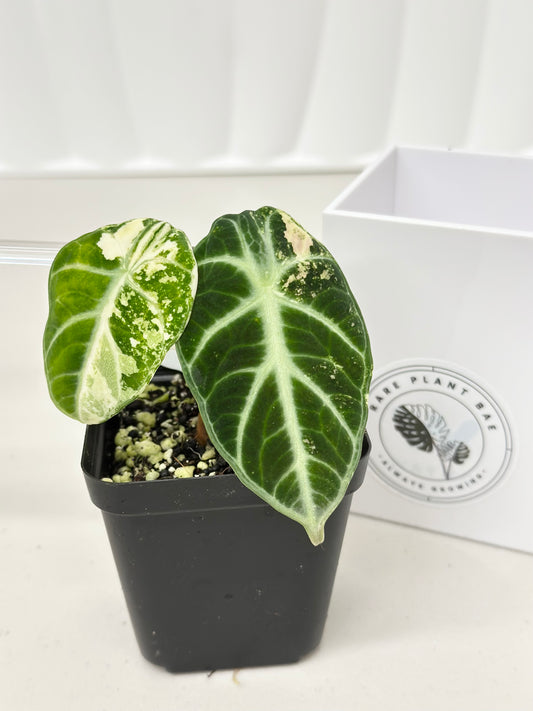 Alocasia Ninja variegated - albo