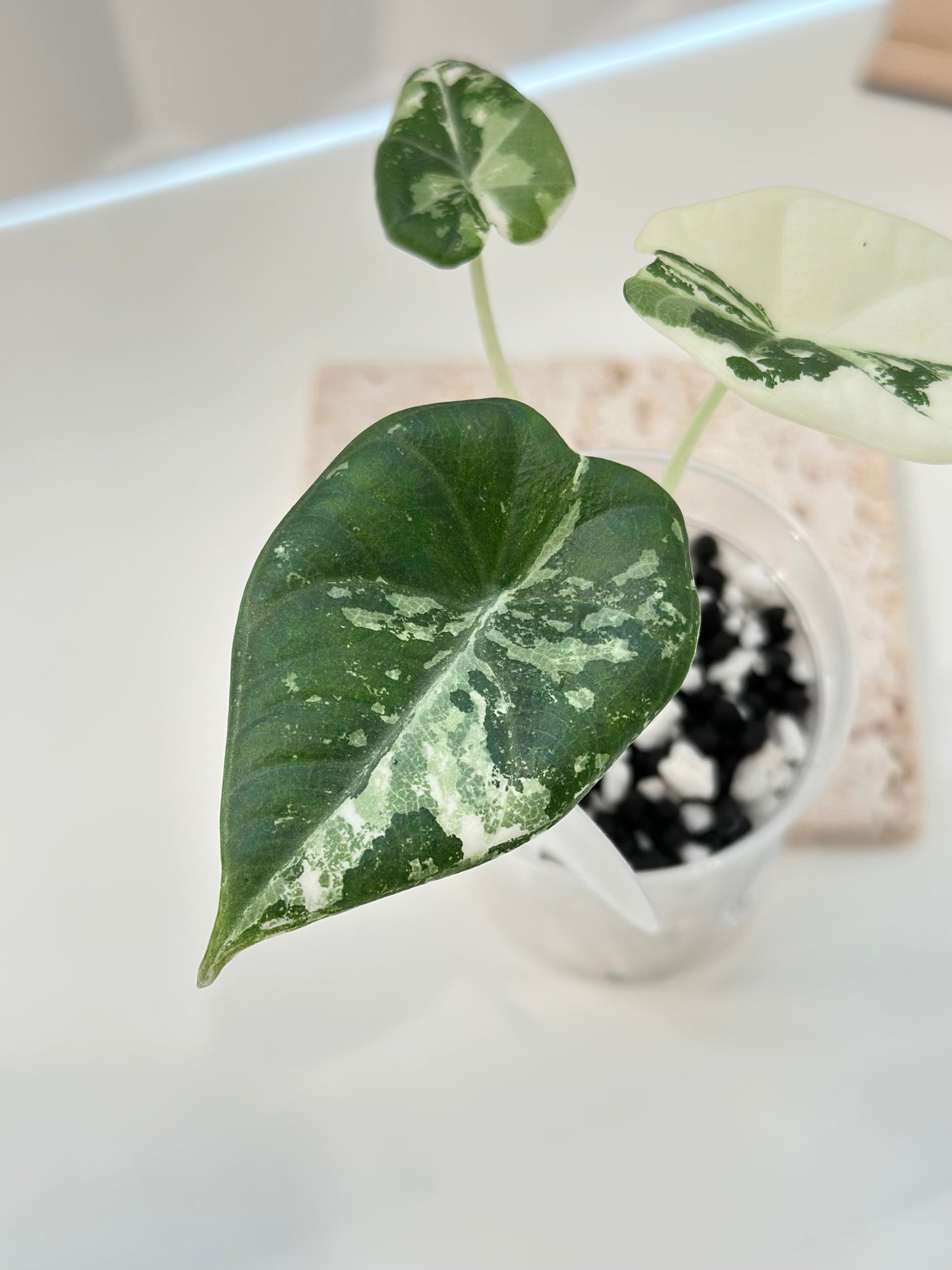 Alocasia Maharani variegated - albo
