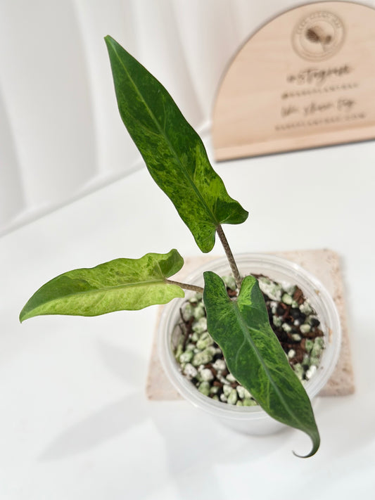 Alocasia Lauterbachiana variegated - aurea