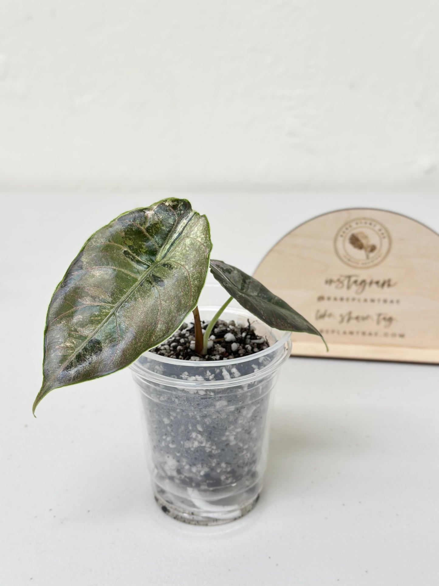Alocasia Azlanii variegated - albo/pink