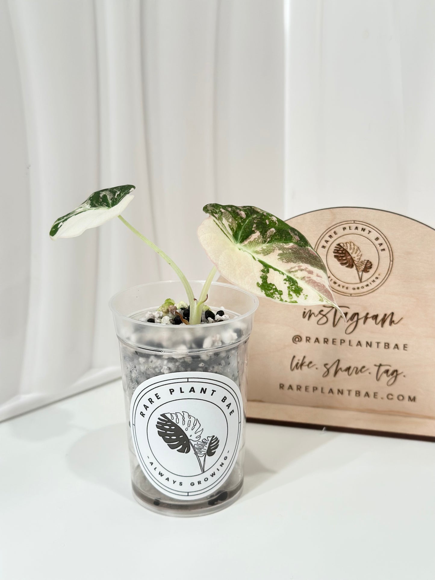 Alocasia Black Velvet Variegated - pink/albo