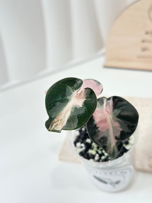 Alocasia Heart Balloon Variegated - Pink