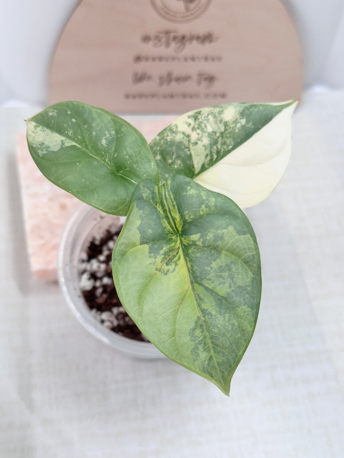 Alocasia Silver Dragon Variegated - aurea *high color*