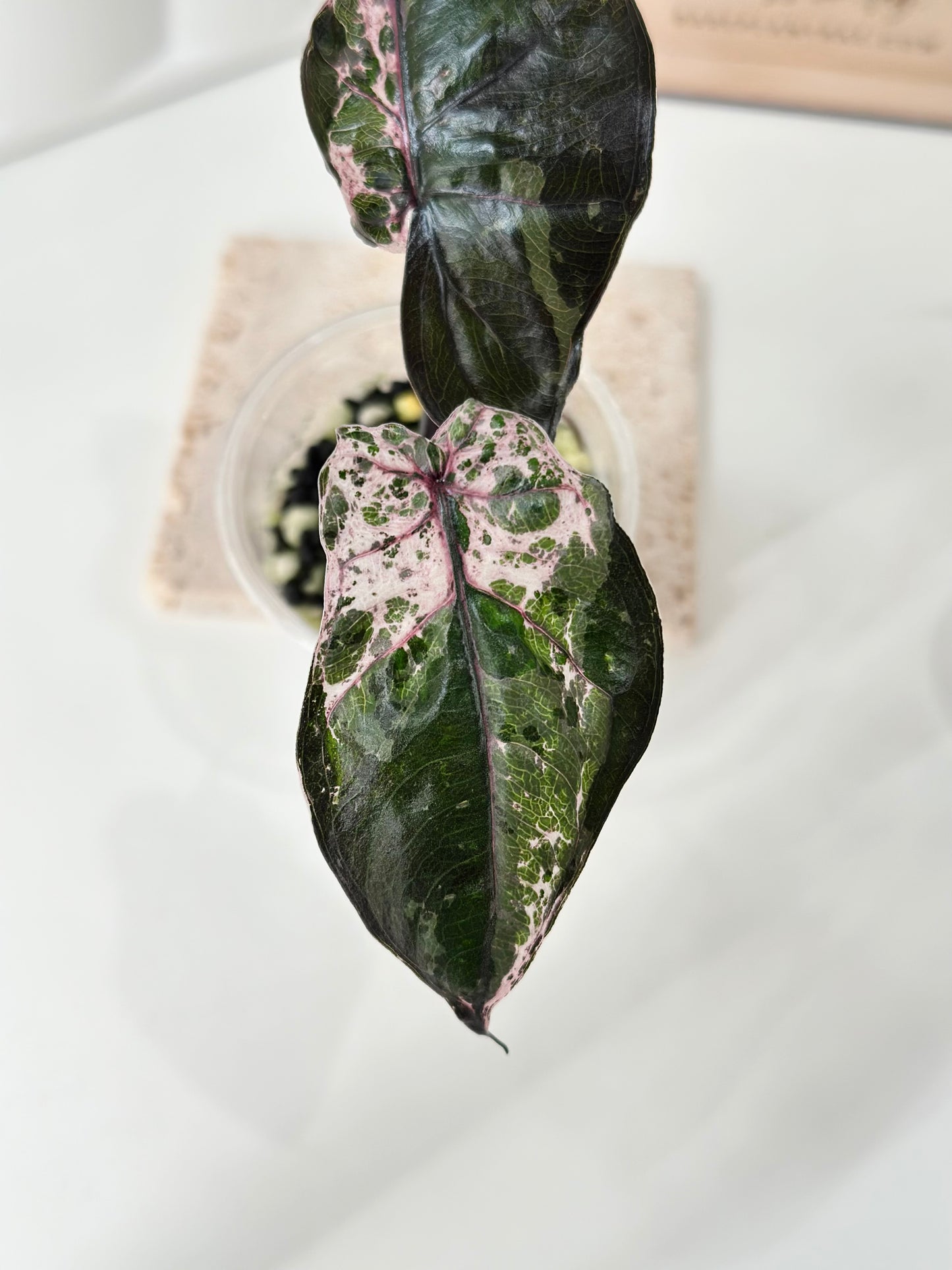 Alocasia Plumbea variegated - pink *special strain*