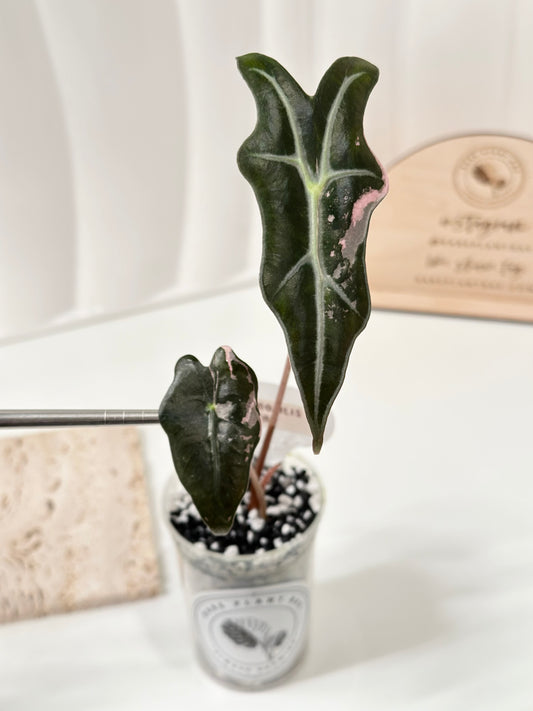 Alocasia Sanderiana "Nobilis K" Variegated - pink