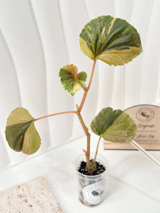 Begonia Cucullata variegated - aurea