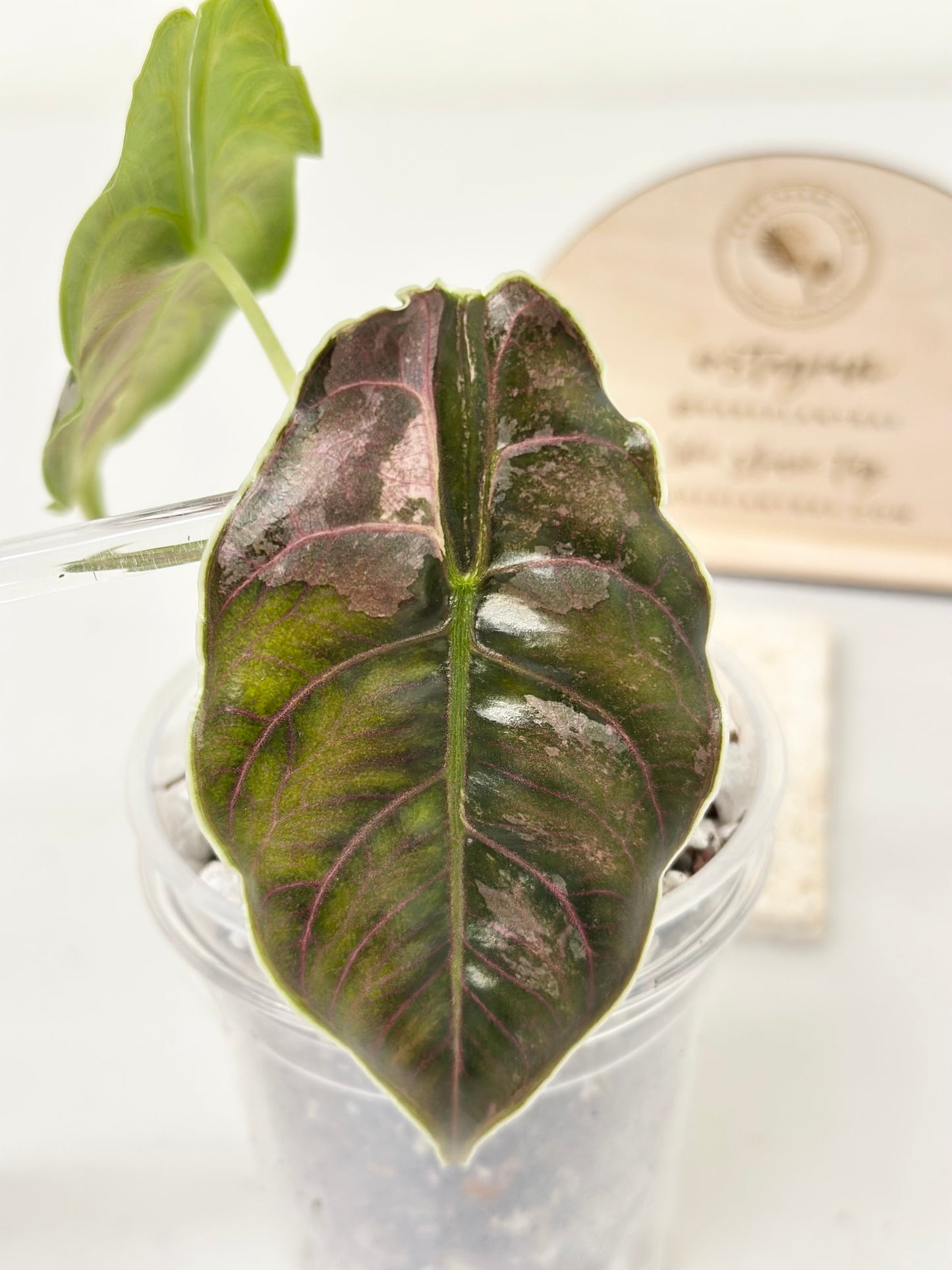 Alocasia Azlanii variegated - albo/pink