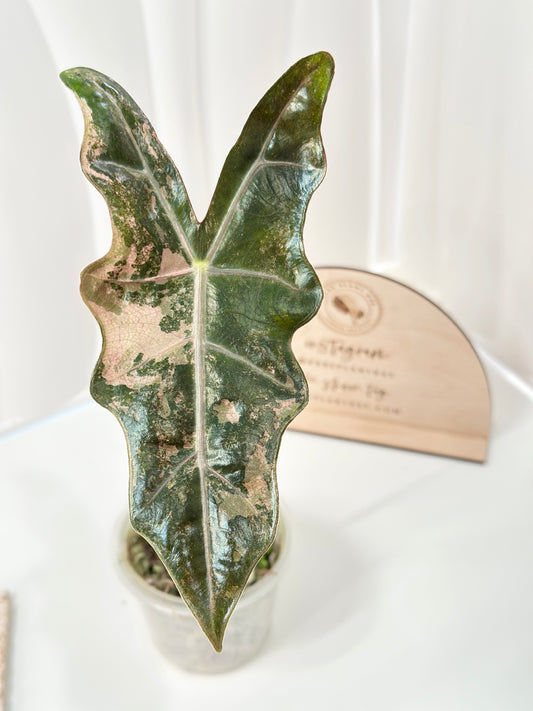 Alocasia Pseudo Sanderiana variegated - pink