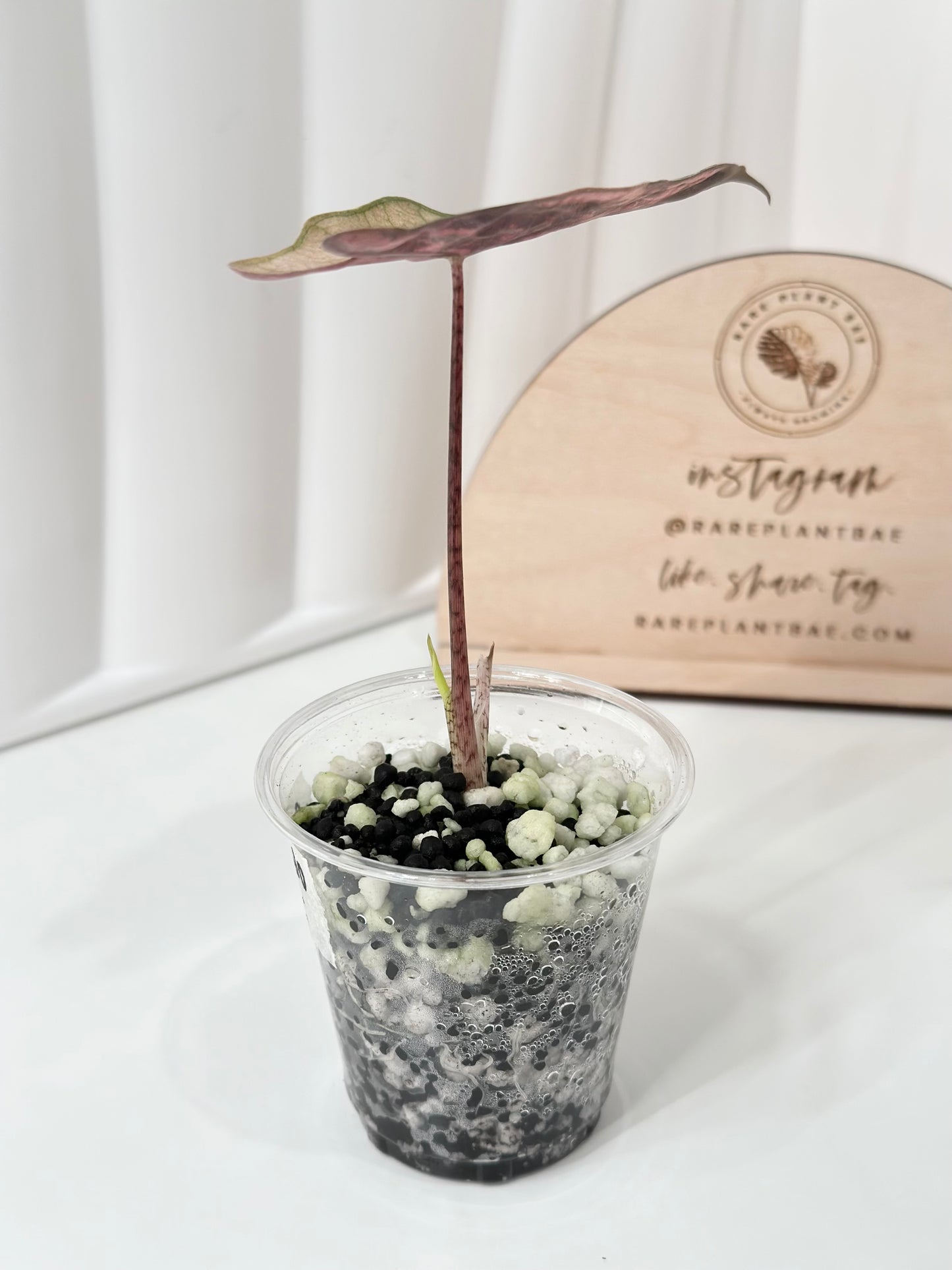 Alocasia Pseudo Sanderiana variegated - pink