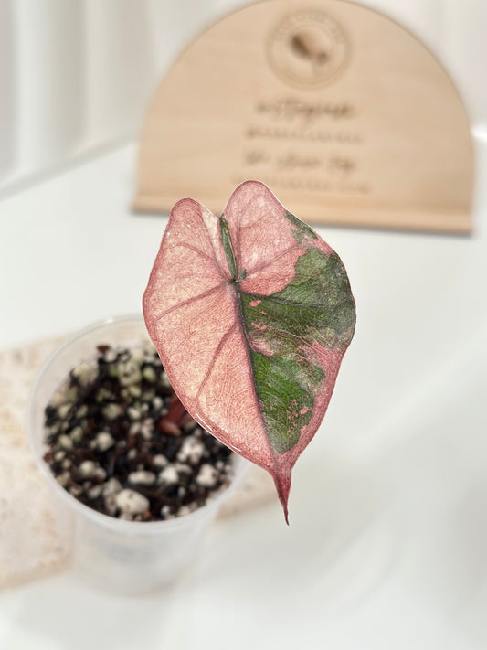Alocasia Plumbea variegated - pink