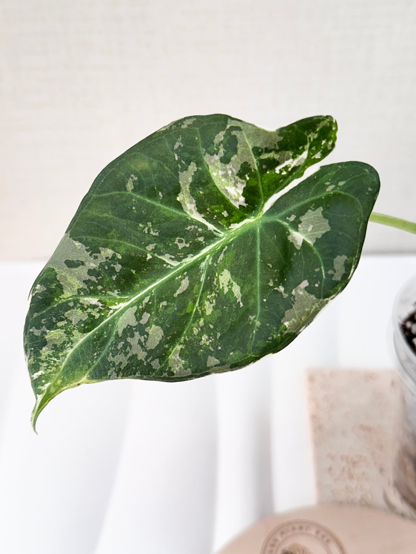 Alocasia Regal Shield Variegated - Albo