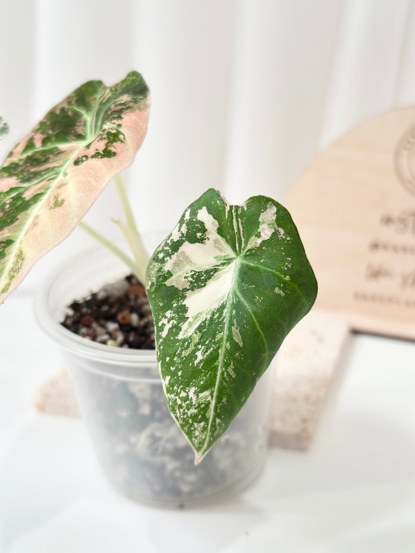 Alocasia Black Velvet Variegated - pink/albo