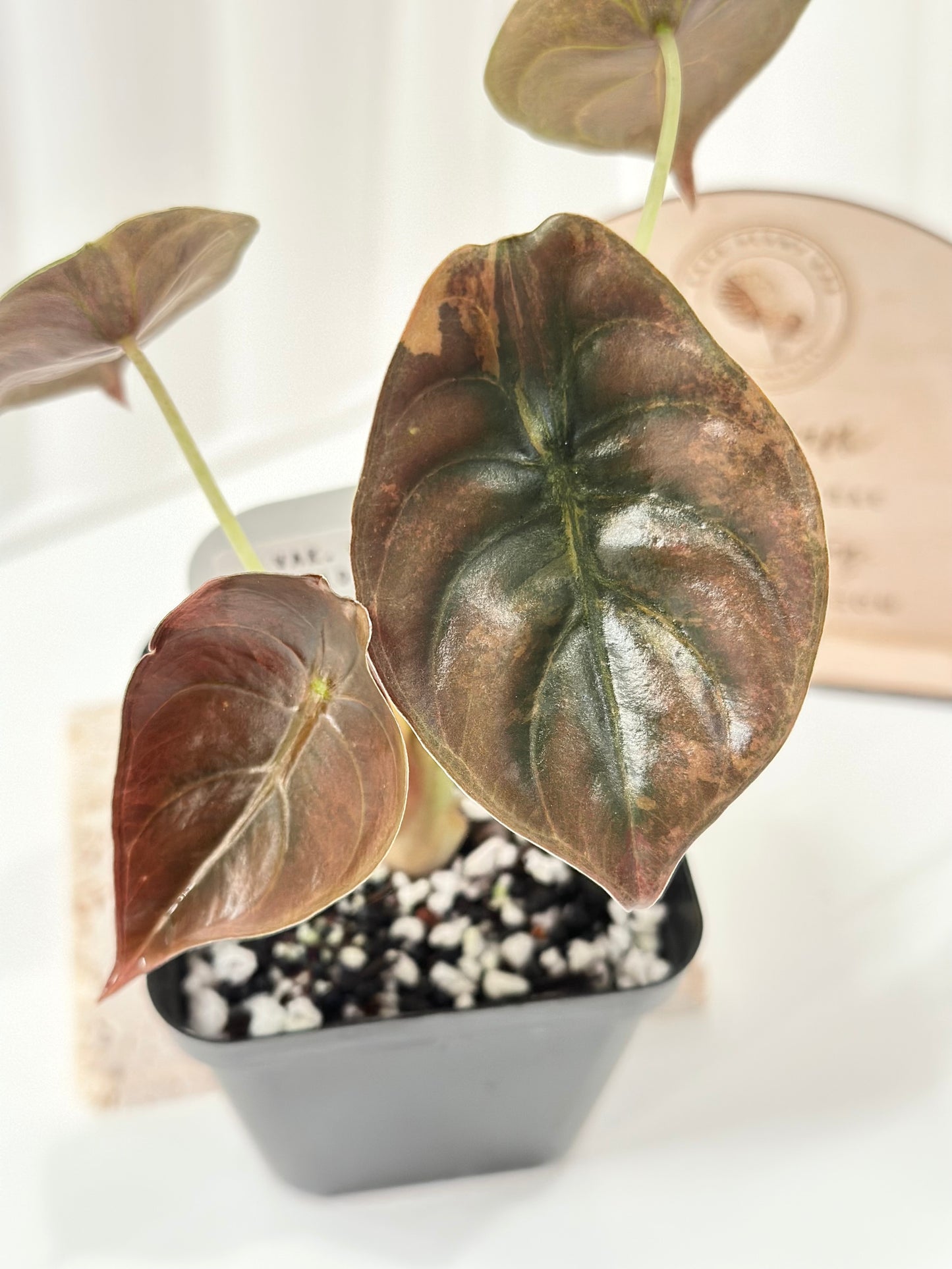 Alocasia Cuprea variegated - "gold latte"/ aurea