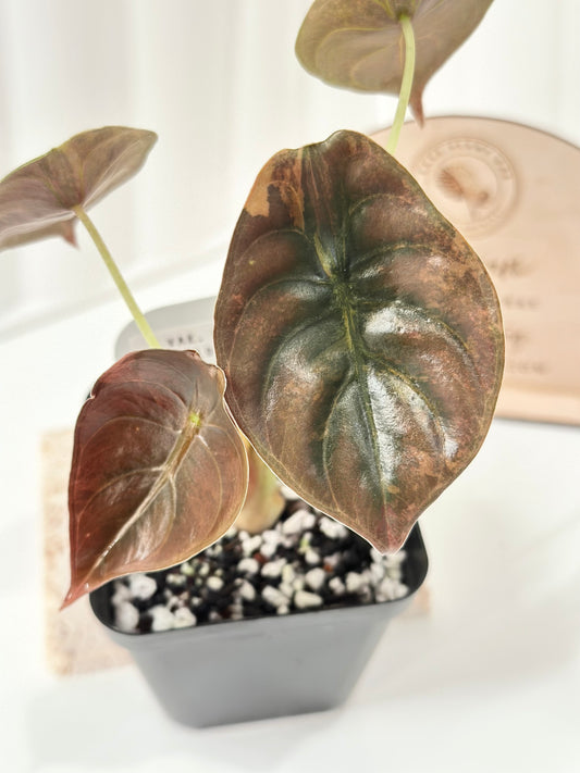 Alocasia Cuprea variegated - "gold latte"/ aurea