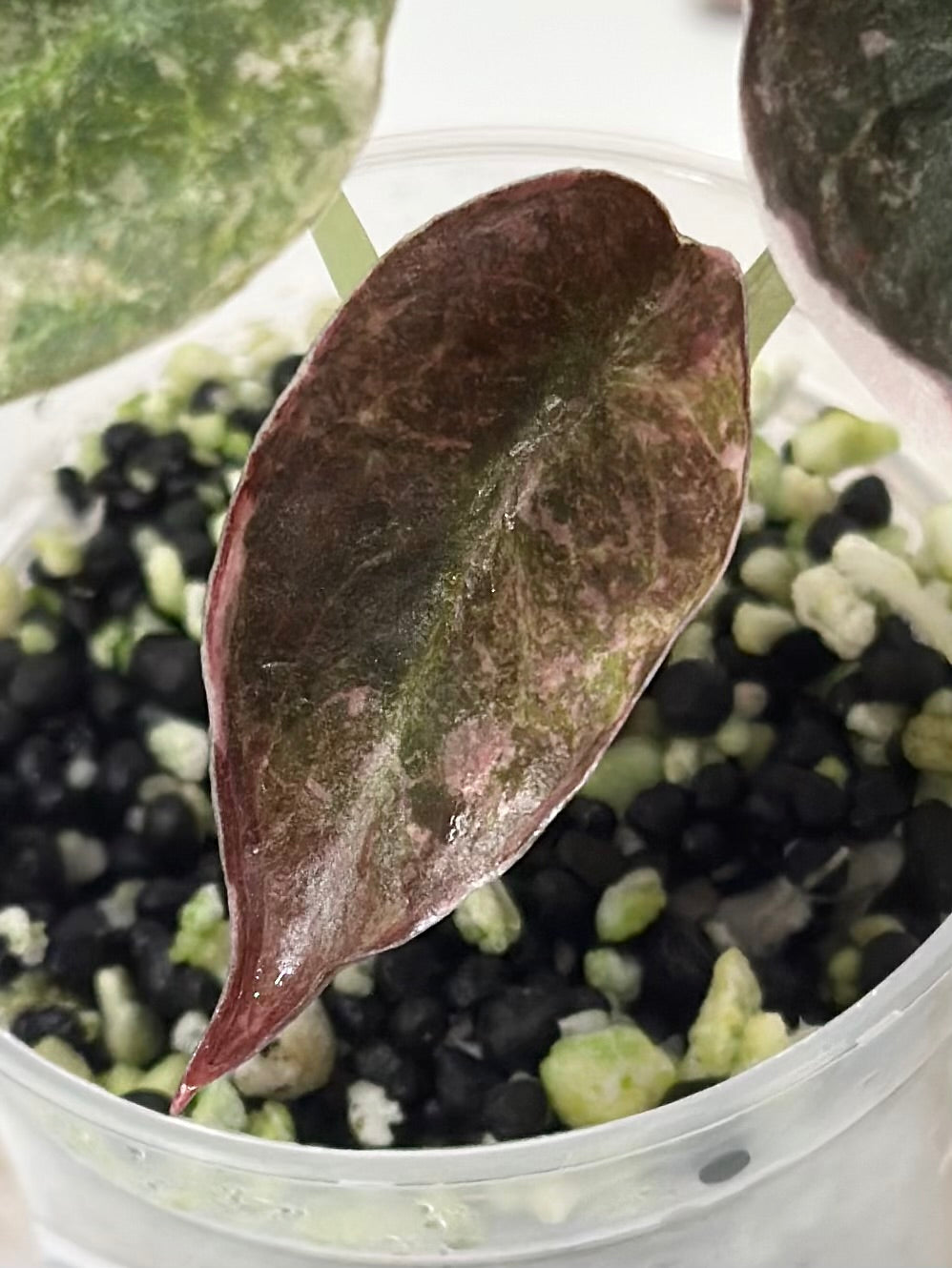 Alocasia Cuprea Variegated - pink marble