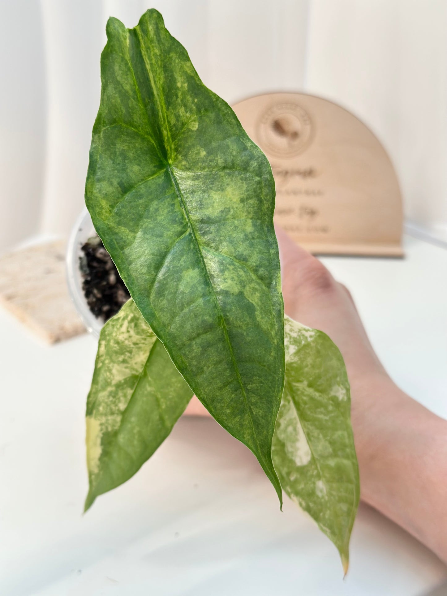 Alocasia Dragon's Breath Variegated - aurea