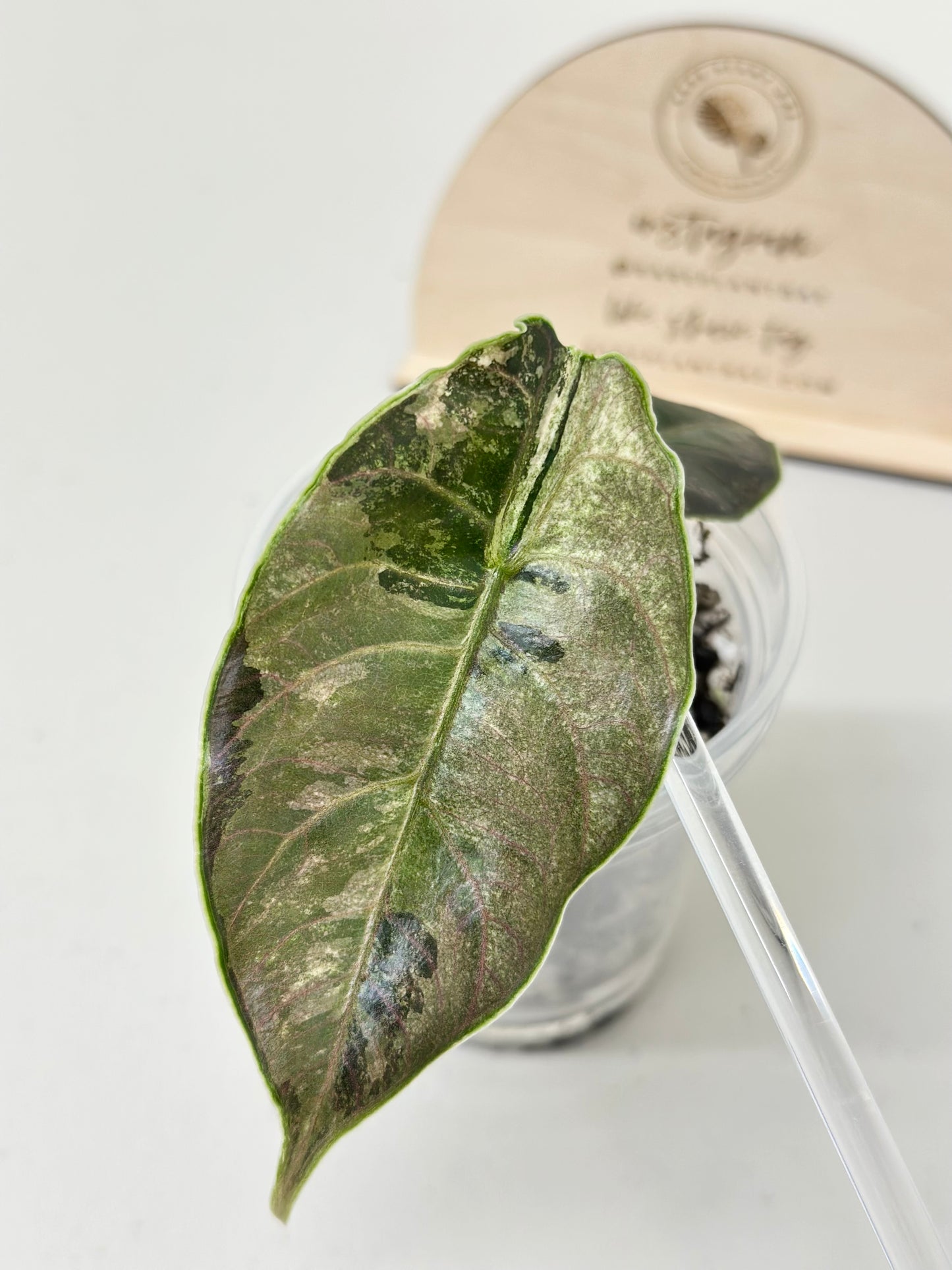 Alocasia Azlanii variegated - albo/pink