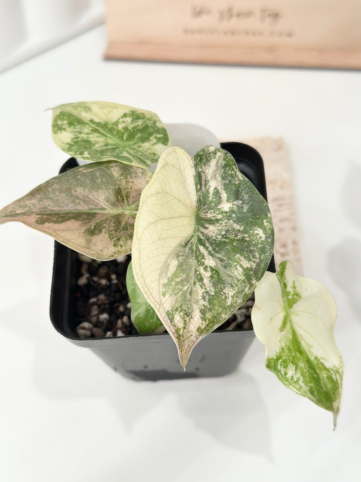 Alocasia Wentii variegated - pink/ albo (A3)