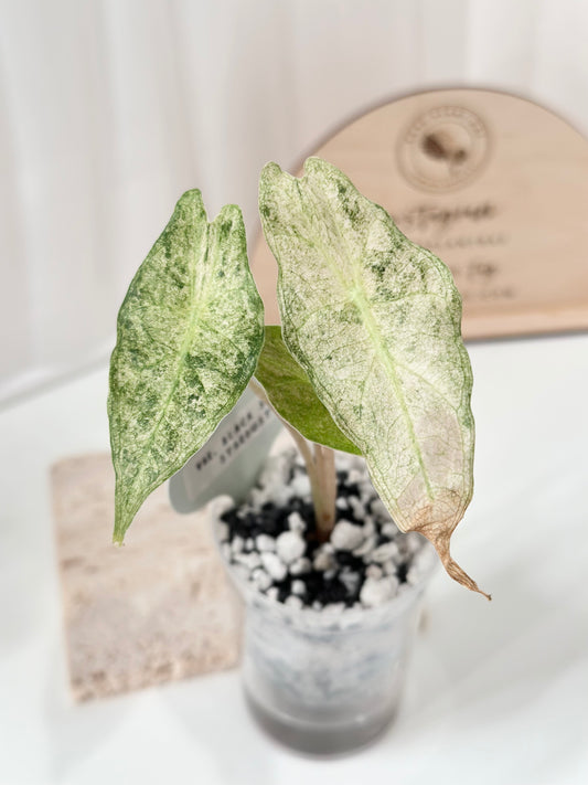Alocasia Black Satun Variegated - Stardust