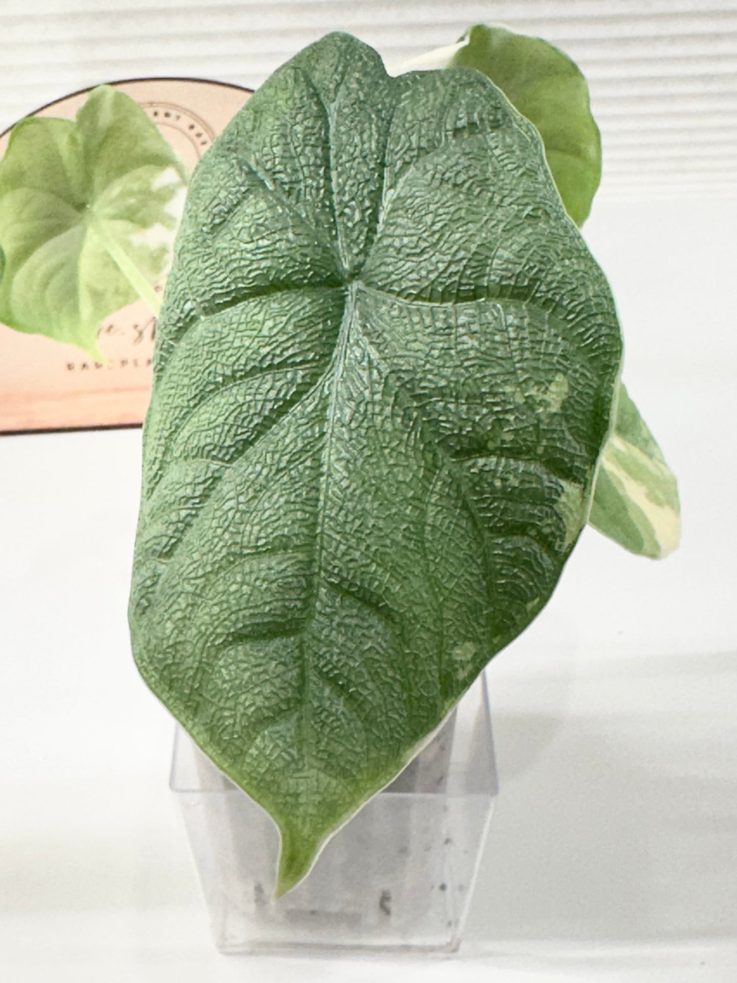 Alocasia Melo variegated - albo