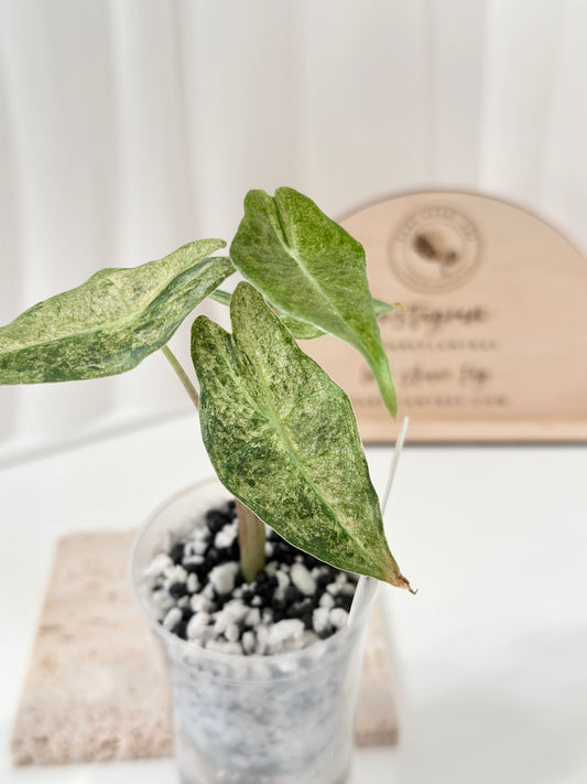 Alocasia Black Satun Variegated - Stardust