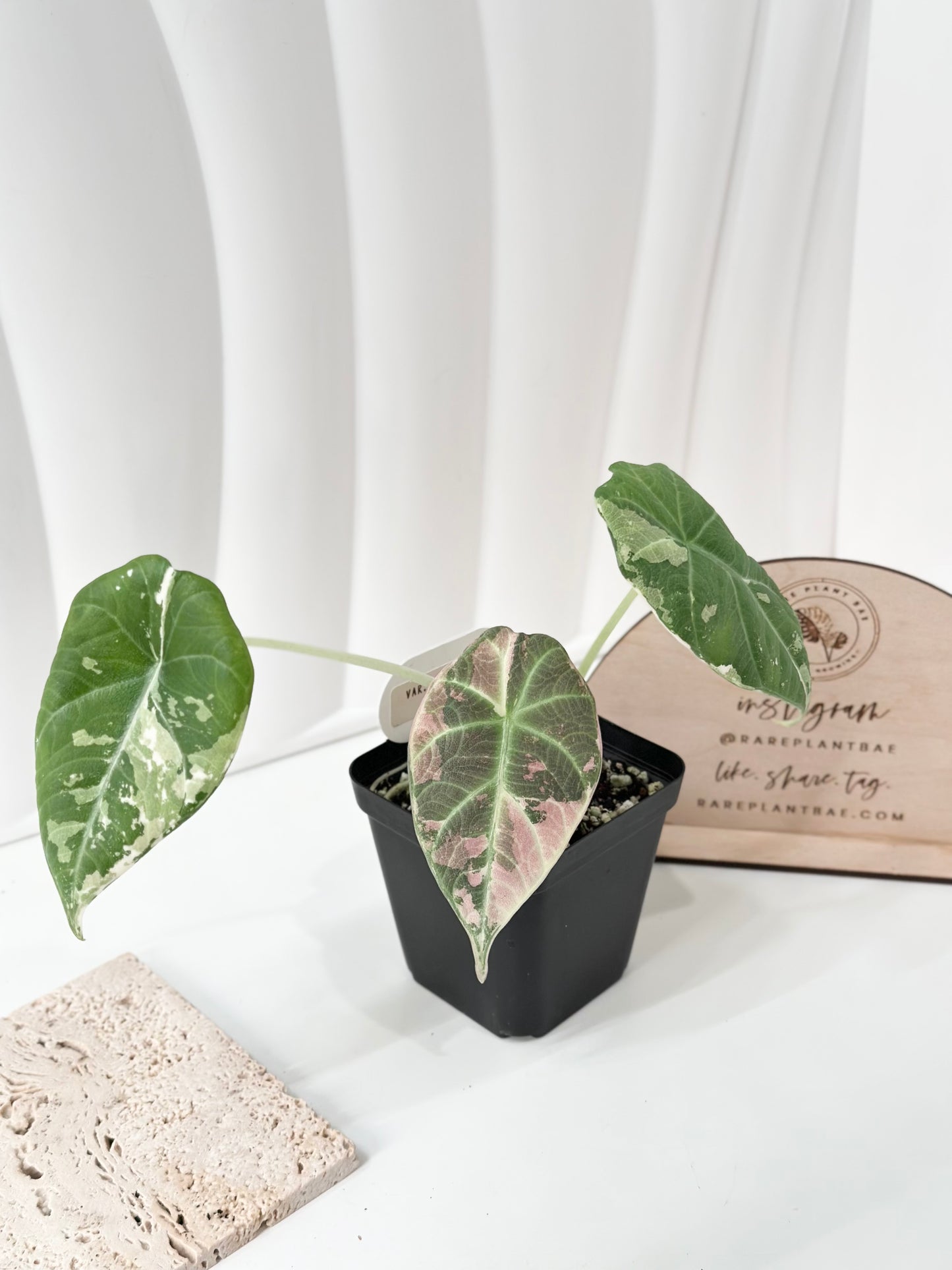 Alocasia Maharani variegated - albo