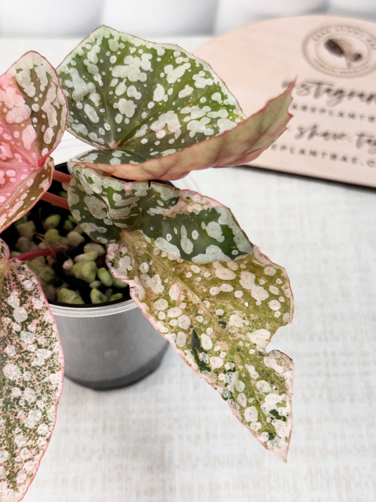 Begonia "Snow Capped" variegated