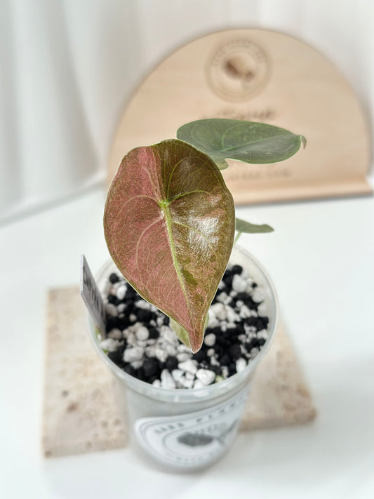 Alocasia Cuprea Variegated - pink/mint