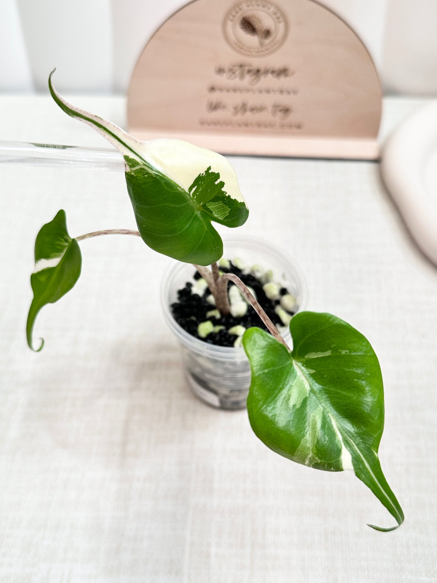 Alocasia Stingray variegated - albo