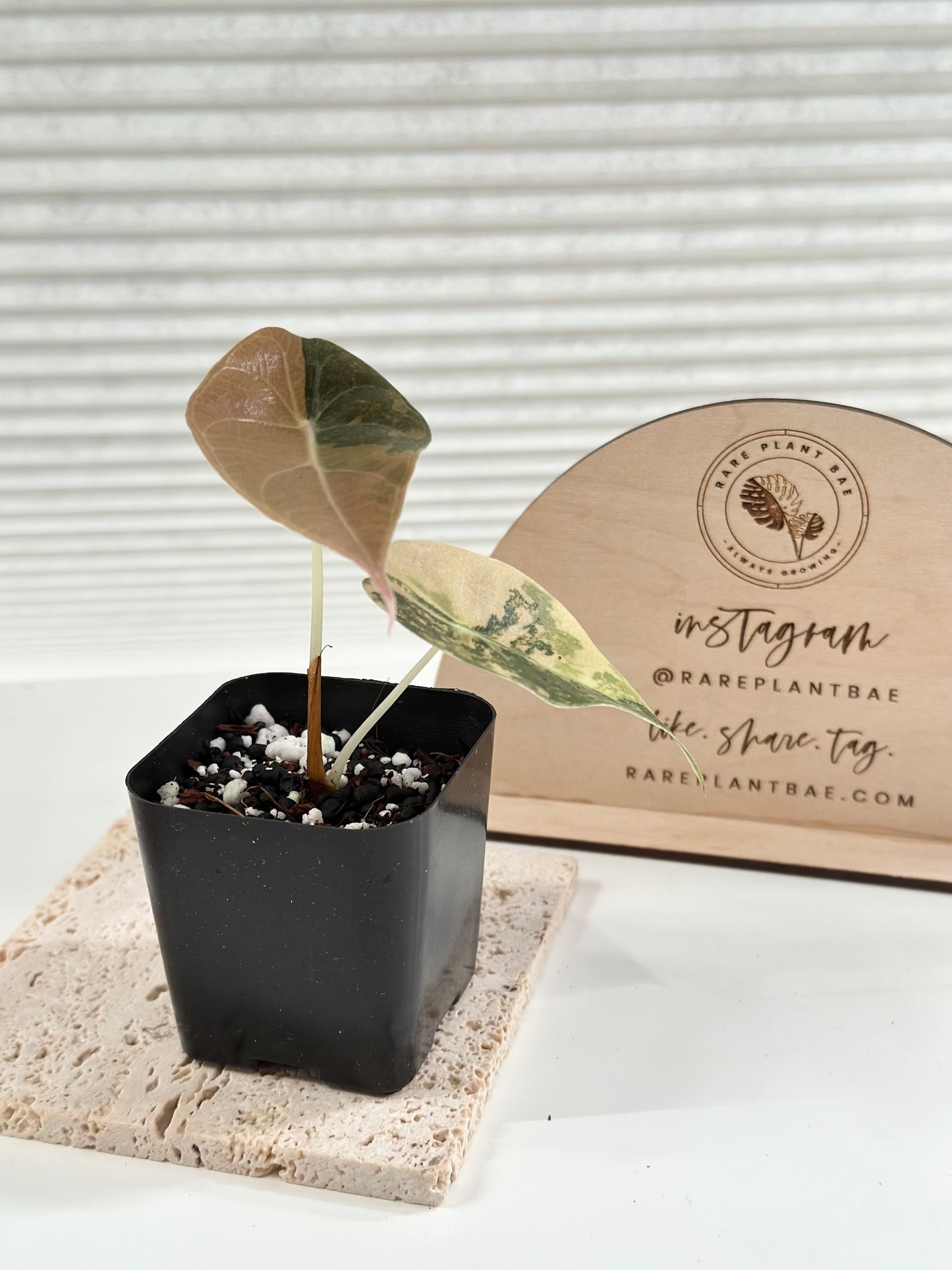 Alocasia Sedenii variegated - aurea