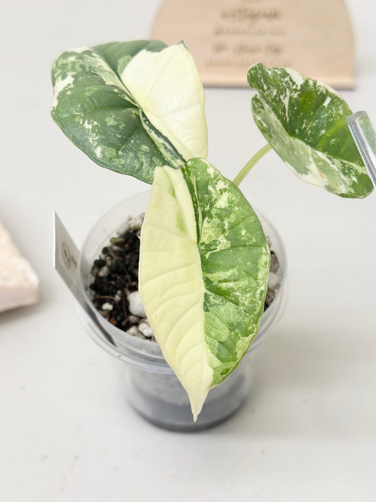 Alocasia Bisma "Platinum" variegated - albo (A3)
