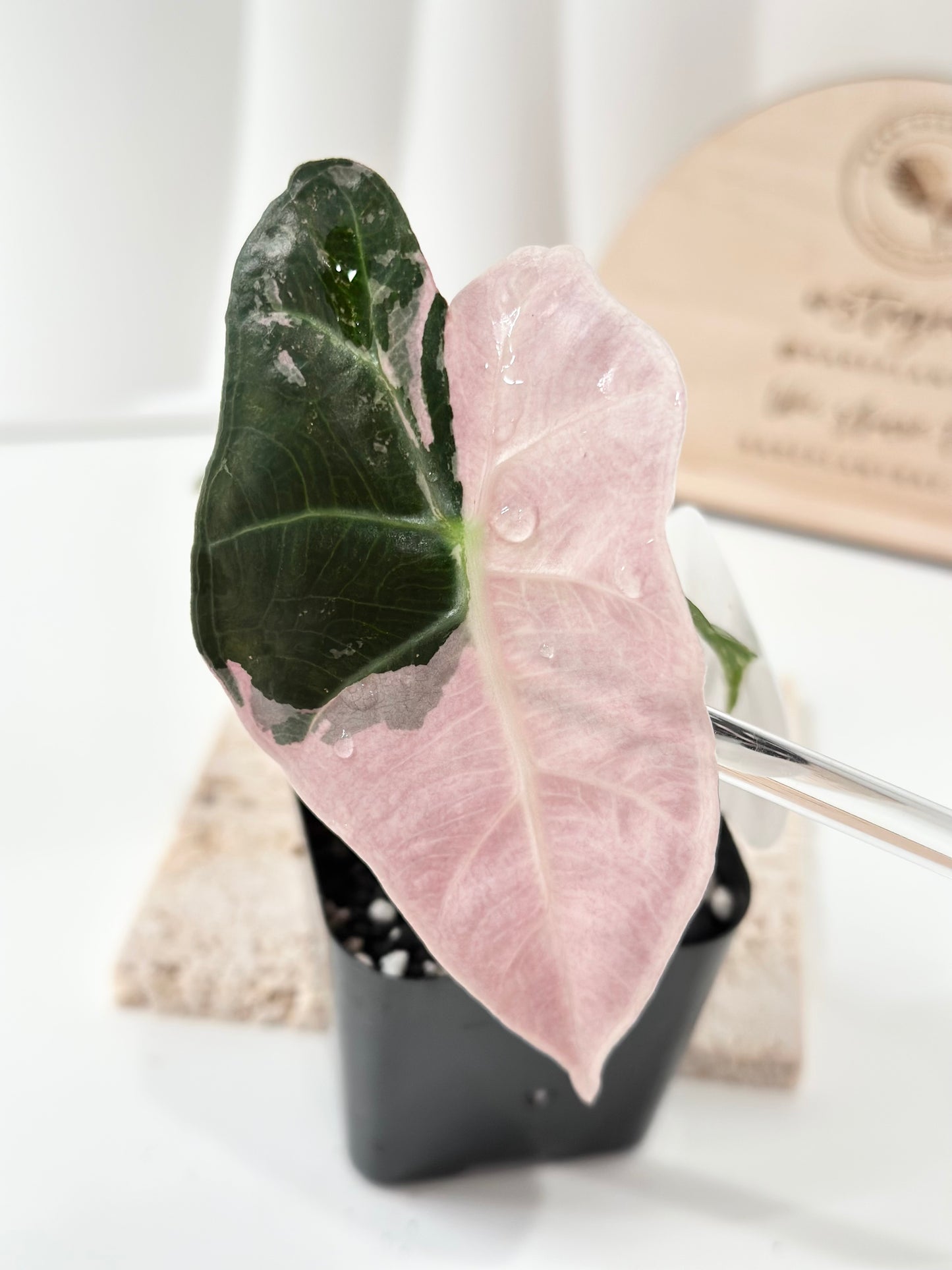 Alocasia Polly variegated - Pink