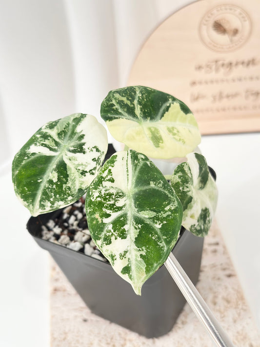 Alocasia Ninja variegated - albo