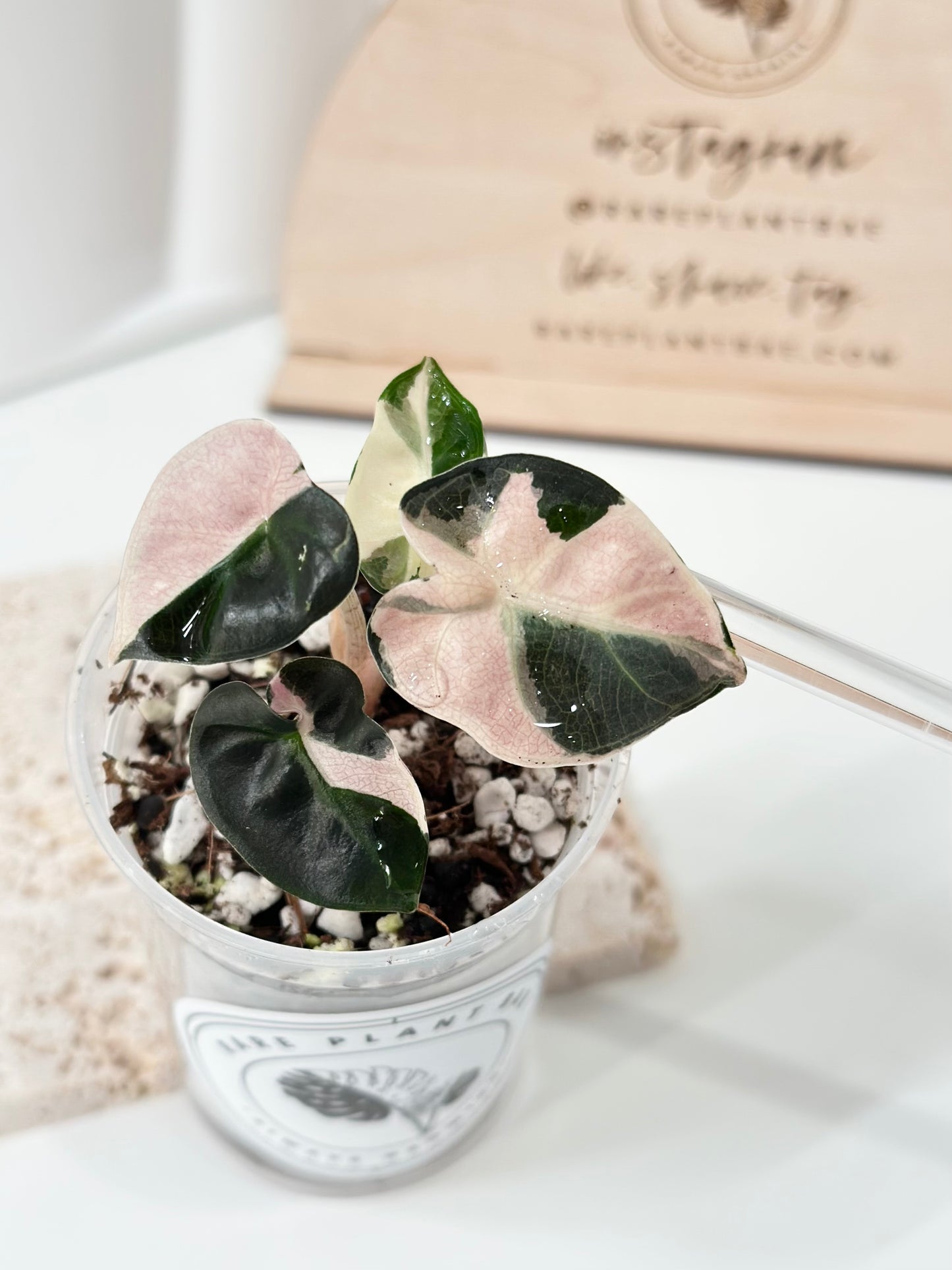 Alocasia Heart Balloon Variegated - pink