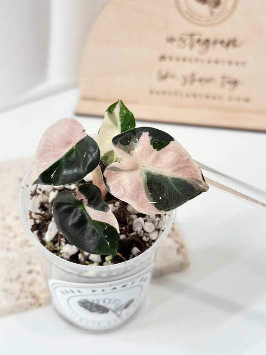 Alocasia Heart Balloon Variegated - pink