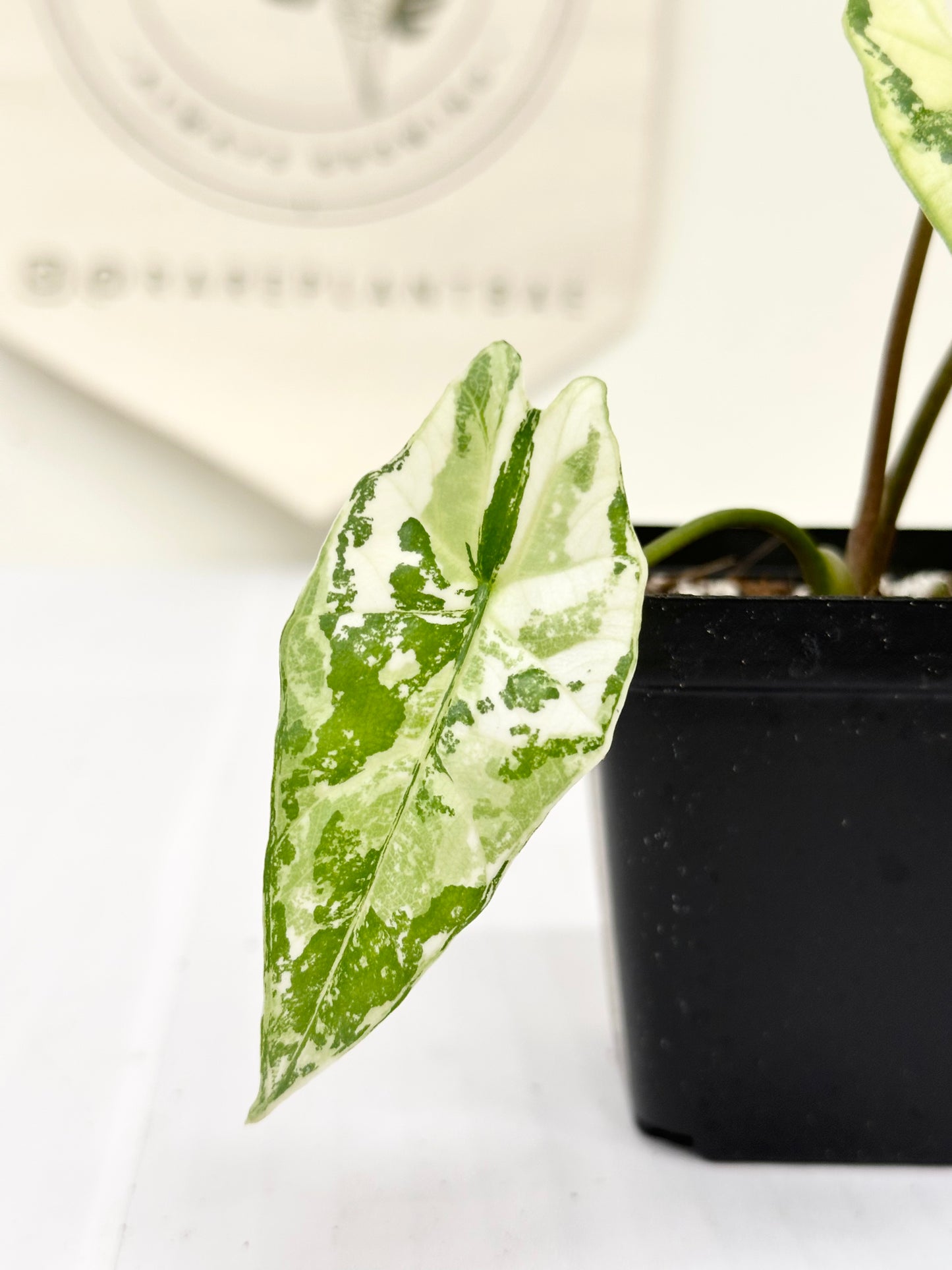 Alocasia Simpo Variegated - albo