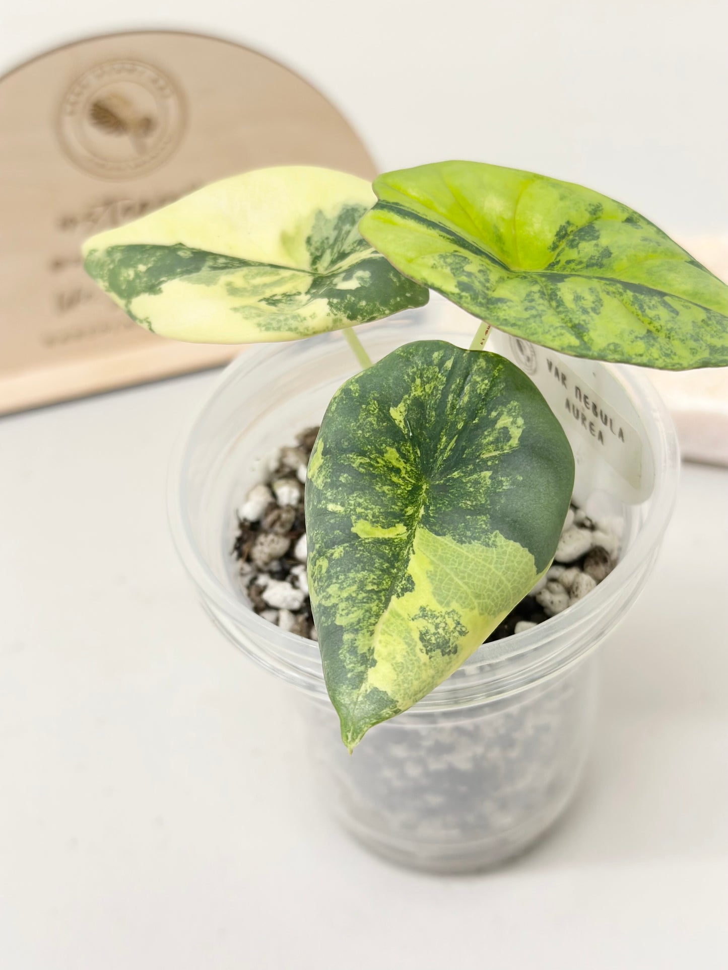 Alocasia Nebula Variegated - aurea