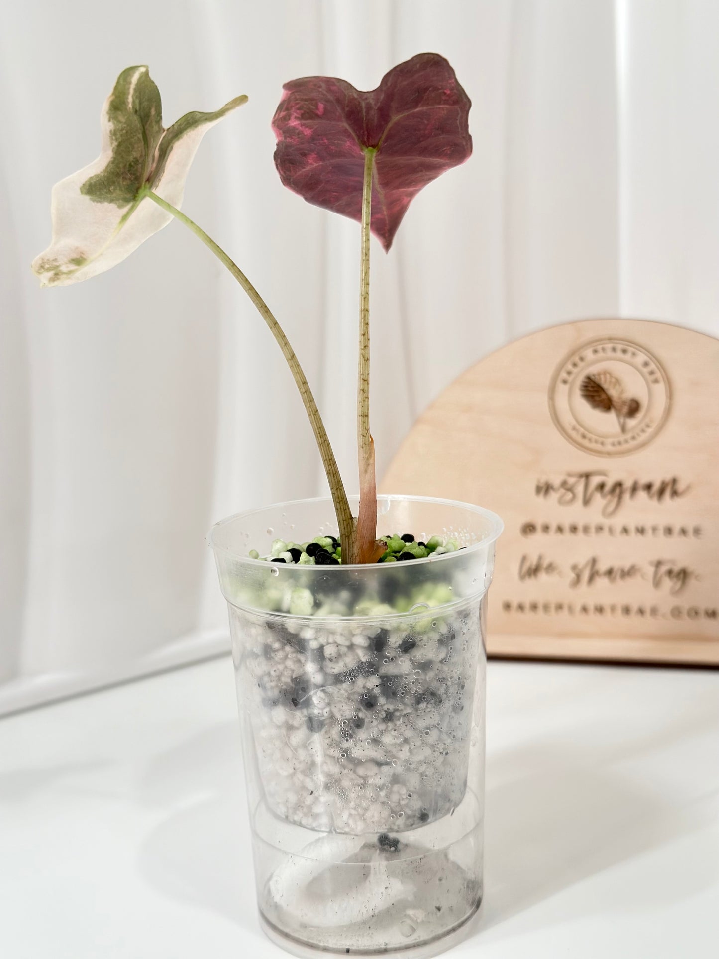Alocasia Sanderiana "Nobilis K" Variegated - pink