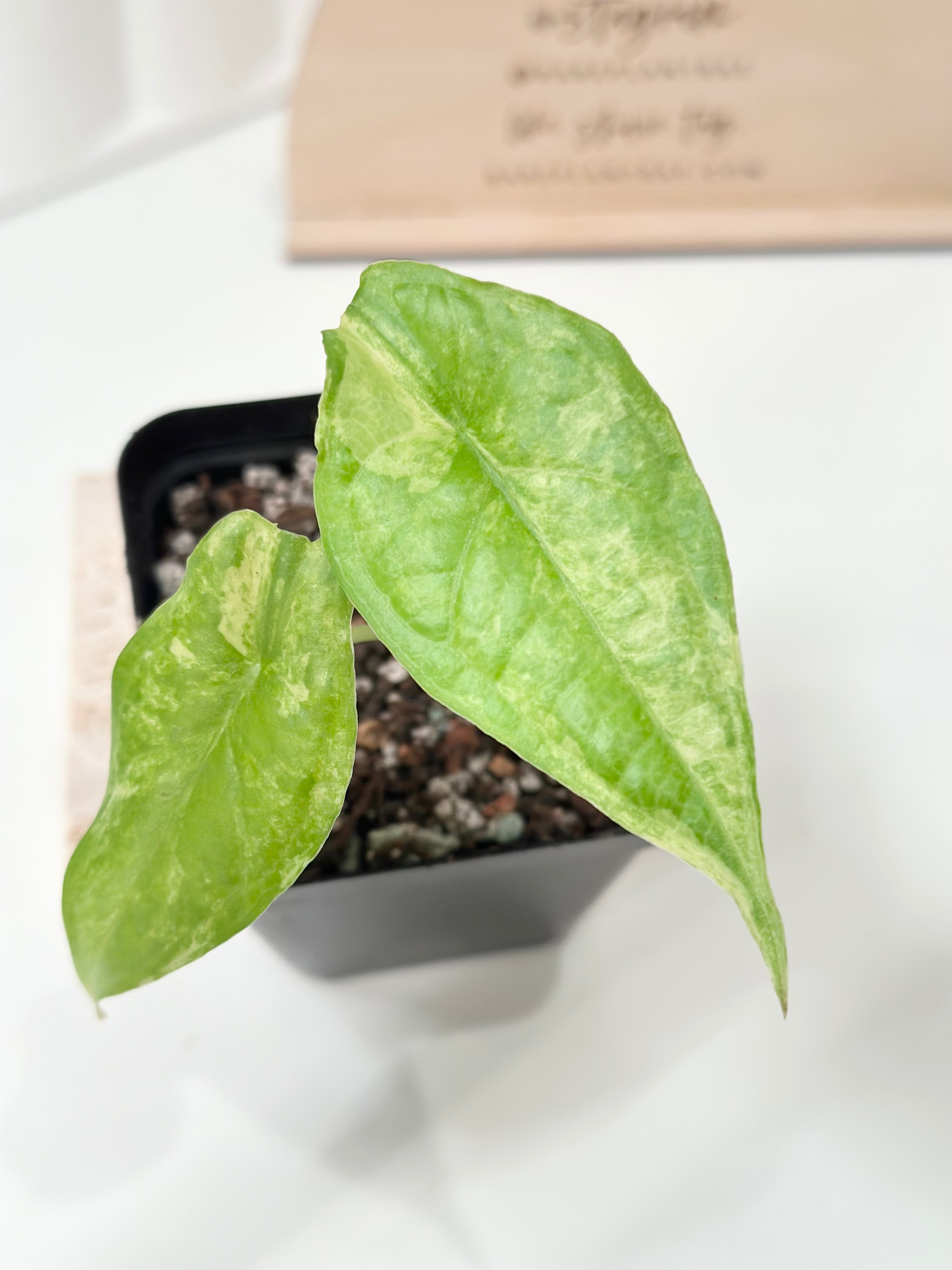 Alocasia Dragon's Breath Variegated - aurea – Rare Plant Bae