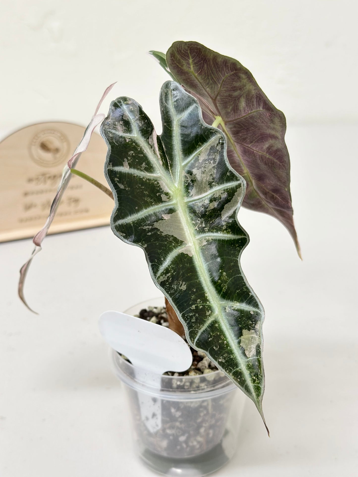 Alocasia Polly variegated - Pink (P6)